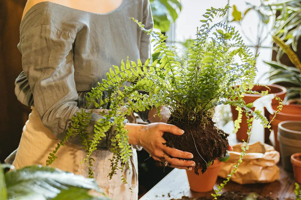 La fougère Kimberly Queen : plantes d’intérieur faciles d’entretien