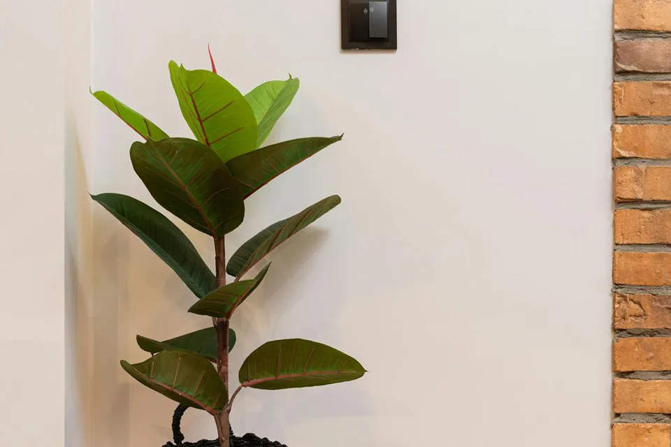 Le Ficus Robusta, plantes d’intérieur faciles d’entretien