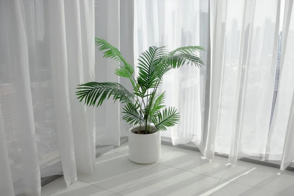 Le palmier Areca