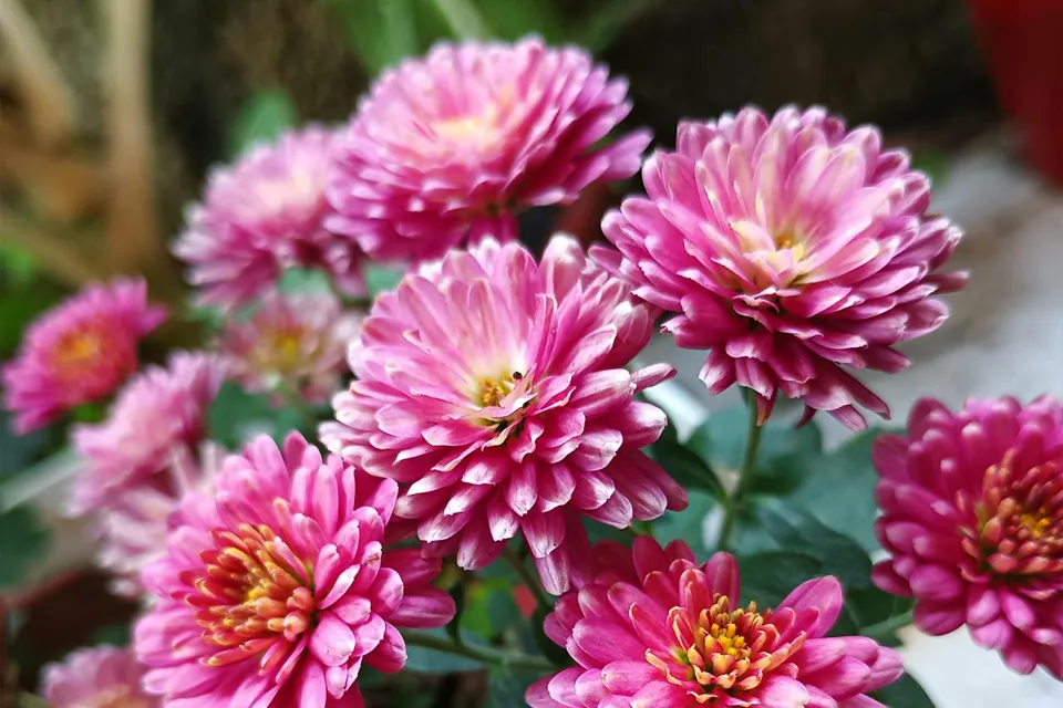 chrysanthème