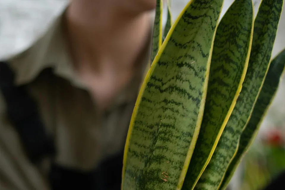 sansevieria