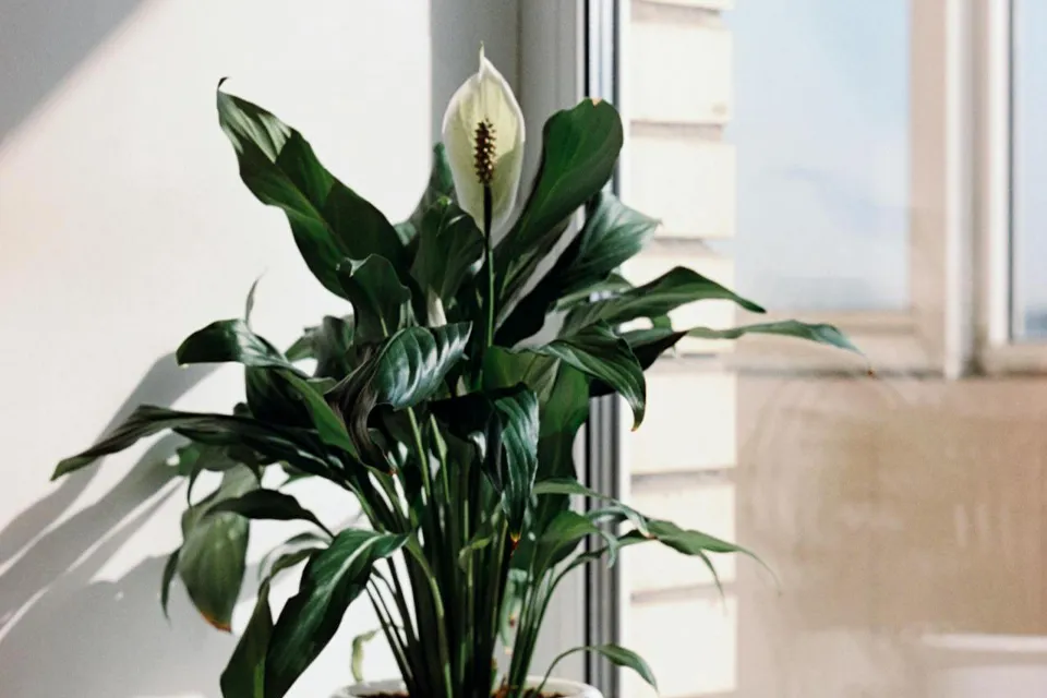 spathiphyllum