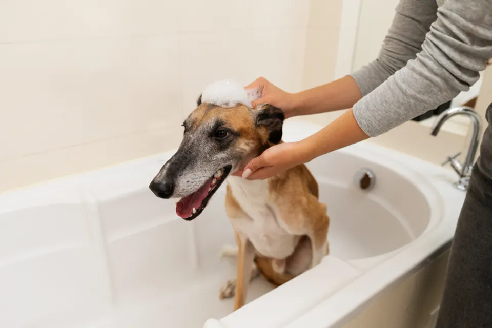 Conseils pour bien laver son chien sans abîmer sa peau