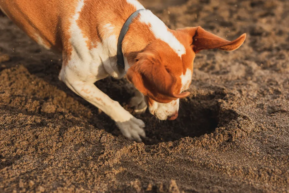 Les cas où le bain est nécessaire pour votre chien